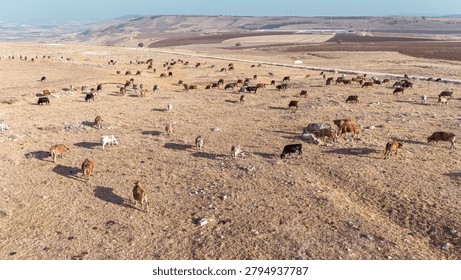 High Angle View of Free Range Cattle Herd Grazing on Rural Valley Hillside Pasture