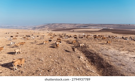 High Angle View of Free Range Cattle Herd Grazing on Rural Valley Hillside Pasture