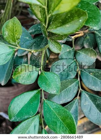 High angle view of fresh green orange jessamine leaves (Murraya paniculata) attached to branches, creating a beautiful natural foliage pattern.