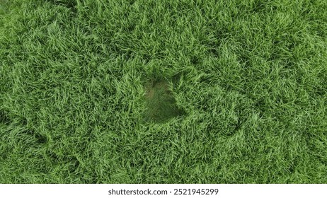 High angle view of green grassland