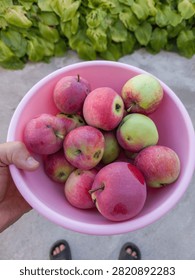 High angle view of hands holding pink plastic bowl filled with freshly harvested homegrown red and green apples.