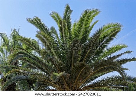 High angle view of he Canary Island date palm, phoenix canariensis, against blue sky