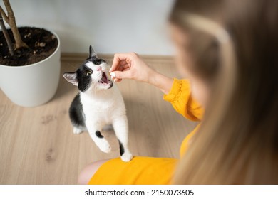 high angle view of hungry black and white cat getting fed with treats by young female pet owner - Shutterstock ID 2150073605