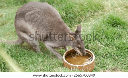 A high angle view of a kangaroo drinking water in Cameron highland show farm