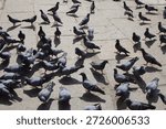 High angle view of a large flock of pigeons walking on a stone paved city square.