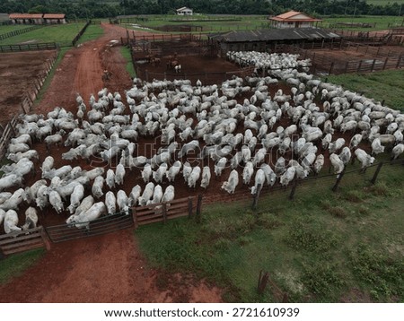 High angle view of a large herd of white cattle crowded inside a wooden corral on a farm with red soil.