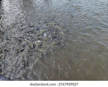 High angle view of a large school of dark fish splashing and churning the surface of a murky pond during a feeding frenzy.