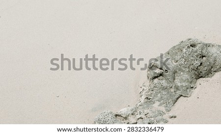 High angle view of a large, weathered piece of ancient coral rock resting on fine, light colored tropical beach sand. Porous texture of the fossilized coral contrasts with the smooth sand surface.