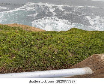 High angle view looking over vibrant green ice plant on a coastal bluff railing toward foamy ocean waves in La Jolla California.