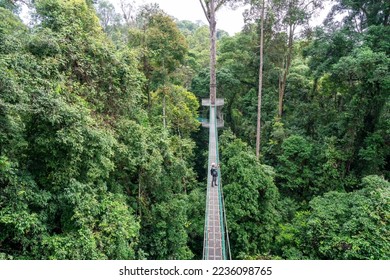 High angle view of man taking photo at suspension bridge in tree top canopy walkway in Danum rain forest Lahad datu Sabah Borneo Malaysia - Shutterstock ID 2236098765