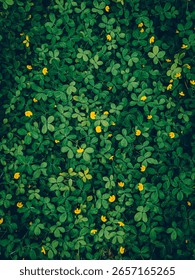 High angle view of many overlapping grasses and yellow flowers with water drops on the leaves. The green color has a prominent texture with dark tones. Feeling fresh and cool for a nature wallpaper.