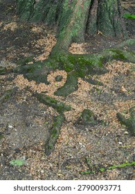 High angle view of massive tree roots covered with green moss and surrounded by fallen small seeds on the ground