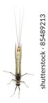 High angle view of Mayfly, Ephemera danica, in front of white background