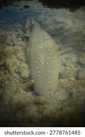 High angle view of a Moses Sole fish (Pardachirus marmoratus) well-camouflaged on the sandy bottom of a shallow coral reef tide pool