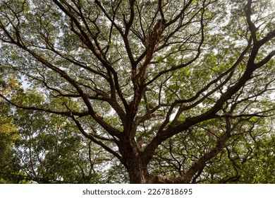 high angle view of an old tree with its beautiful branches and leaves in Goa, India.