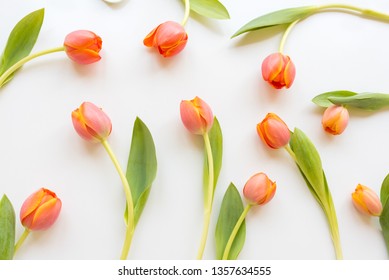 High angle view of orange tulips in abstract pattern gainst white background (selective focus)