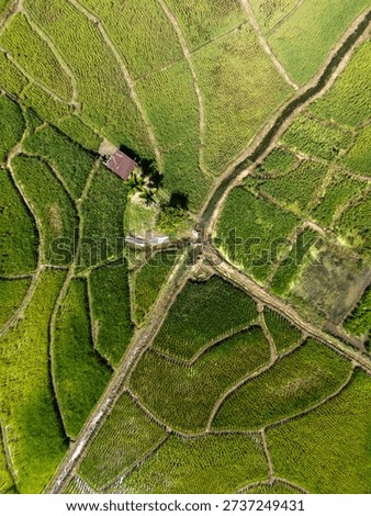High angle view of paddy field and rural road intersection in Ranau Sabah Malaysia Island of Borneo