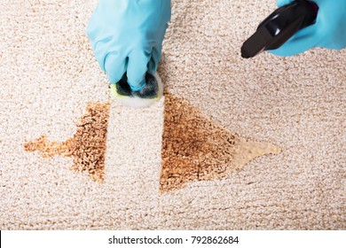 High Angle View Of A Person Wearing Gloves Cleaning Spilled Coffee On Carpet With Sponge
