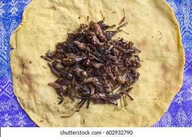 High angle view pile of roasted Oaxacan grasshoppers on traditional homemade corn tortilla