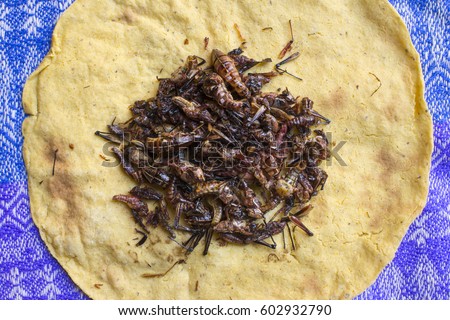 High angle view pile of roasted Oaxacan grasshoppers on traditional homemade corn tortilla