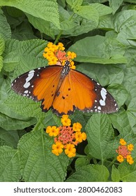 High angle view of a plain tiger butterfly (Danaus chrysippus) resting on yellow and orange lantana flowers surrounded by green leaves.