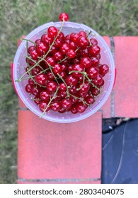 High angle view of a plastic bucket filled with freshly harvested ripe red currants with green stems.