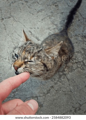 High angle view of playful cute cat biting his master finger while playing outdoors. Stray kitten full length portrait, sneaky glance, wants to be adopted by a new owner. Homeless kitty concept.