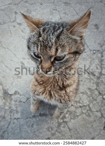 High angle view of playful cute cat standing up on hind paws, looking envy and annoyed. Funny kitten full length portrait, sneaky glance playing outdoors.