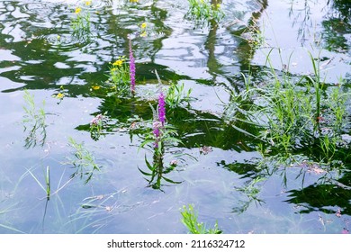 High angle view of Purple loosestrife and other plants emerging from the St. Lawrence River at high tide during a summer early morning, Cap-Rouge area, Quebec City, Quebec, Canada