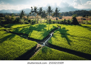 High angle view of rice fields in the evening in pai thailand