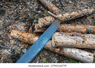 High angle view of a rusty retro two-man crosscut saw lying on cut pine tree logs in a forest ground covered with needles