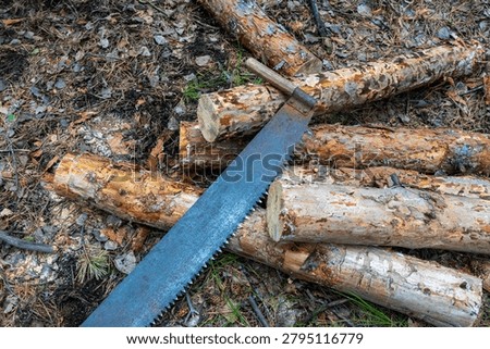 High angle view of a rusty retro two-man crosscut saw lying on cut pine tree logs in a forest ground covered with needles