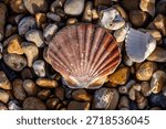 A high angle view of a scallop shell and pebbles at the beach, on a sunny December day
