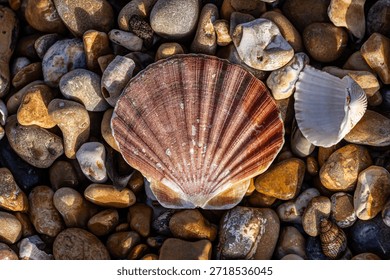 A high angle view of a scallop shell and pebbles at the beach, on a sunny December day