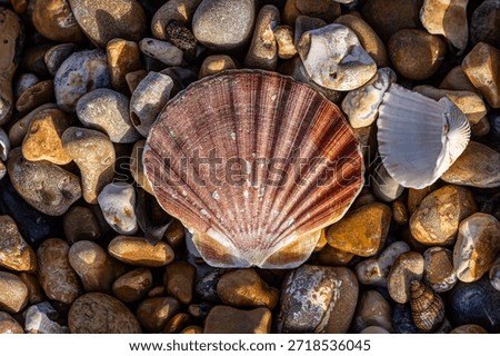A high angle view of a scallop shell and pebbles at the beach, on a sunny December day