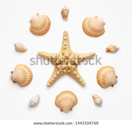 High angle view of seashells and starfish isolated on light gray background