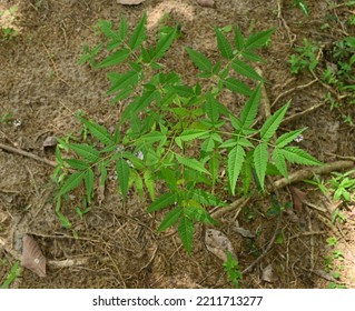 High Angle View Of A Small China Berry Plant (Melia Azedarach) Or Inside Sri Lanka This Plant Known As A Lunumidella Plant