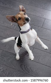 Vue en grand angle d'un petit chien debout sur des pattes arrières : photo de stock
