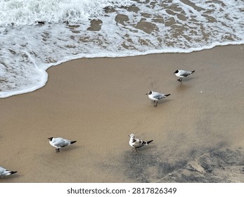 High angle view of a small flock of black-headed gulls standing on a wet sandy beach near the sea wave foam. Coastal nature landscape with sea birds on a sandy shoreline.