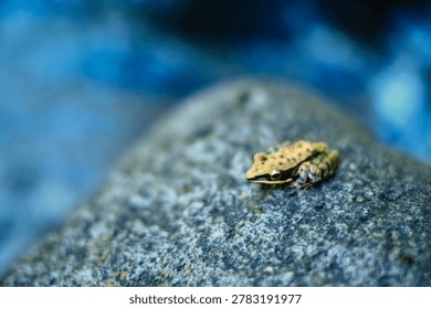 High angle view of a small frog perched on a textured rock near a bright blue stream.