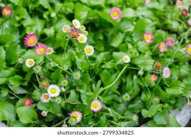 High angle view of small pink and white english daisies blooming among lush green leaves in a garden during springtime.