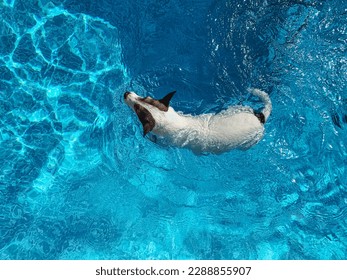 High angle view of a small white dog swimming in backyard pool