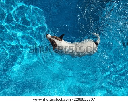 High angle view of a small white dog swimming in backyard pool