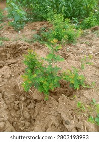 High angle view of a small wild green plant sapling thriving in a plowed brown earth cultivation field