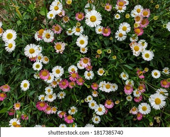 High angle view of tiny white and pink color daisy flowers, Photo of small pink daisy and white daisy, Beautiful tiny colorful flowers - Stock Photo 