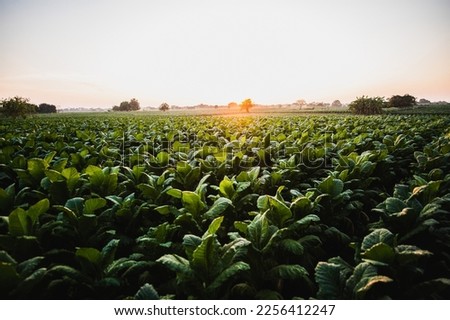 High angle View of tobacco plant in the field, Beautiful background with Landscape of Tobacco plantation with deep green leaves with sunlight in the evening, copy space