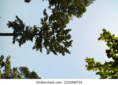 High Angle view of tree on the beach. Vintage background.