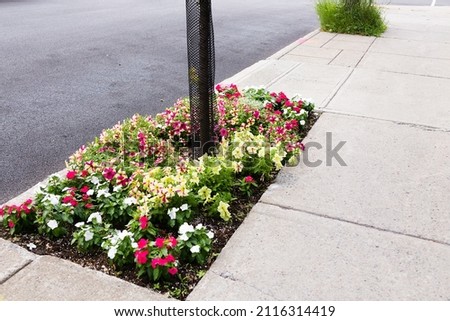 High angle view of tree pit planted with annual flowers by a citizen initiative in the Villeray neighbourhood, Montreal, Quebec, Canada