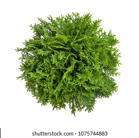 High Angle View Of A Tree, Plant Isolated On White Background