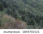 high angle view of trees in a forest on a slanting moutainside with one bare tree in the centre. Horizontal full frame background.